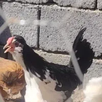 خروس گلین پنگوئنی