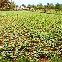 فروش-3500متر-زمین-داخل-طرح-هادی-روستا