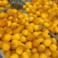 رطب به قیمت عمده