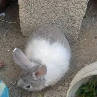 خرگوش|موش و خرگوش|ارومیه, |دیوار