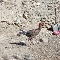 مرغ و خروس لاری|حیوانات مزرعه|تهران, افسریه جنوبی|دیوار