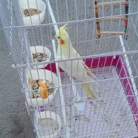 عروس هلندی گم شده