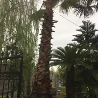 سیکاس و پالم یوکا