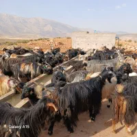 فروش ۴۶بز ۳۷کهره داشتی