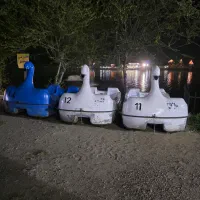 قایق پدالی قو و فلامینگو