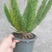 دم روباهی