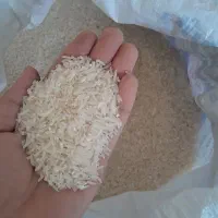 برنج فجر درخانببین