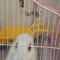 خرگوش|موش و خرگوش|سقز, |دیوار