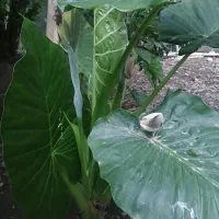 فروش گل بابا آدم