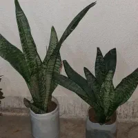 گل ذرتی|گل و گیاه طبیعی|کنارک, |دیوار