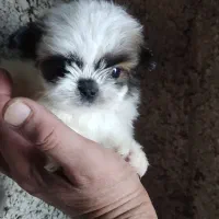 نیم وجبی ها|سگ|رشت, پسیخان|دیوار