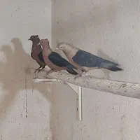 ارشینگل|پرنده|لنجان, |دیوار