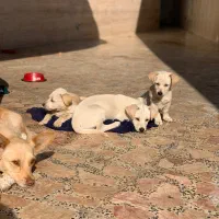 واگذاری توله سگ اشپیتز