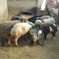 میش بره۶عدد(بره ها نر)