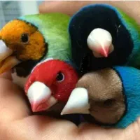 فنج گلدین|پرنده|خاش, |دیوار