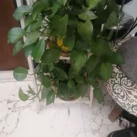 گل و گلدان|گل و گیاه طبیعی|شیراز, کوشک بیدک|دیوار