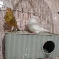 س دانگ سالم|حیوانات مزرعه|تاکستان, |دیوار