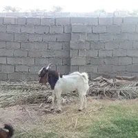 نری پاکستانی|حیوانات مزرعه|بم, |دیوار