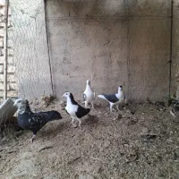 معاوضه فوری