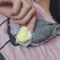 پرنده عروس به اسم طلا گم شده