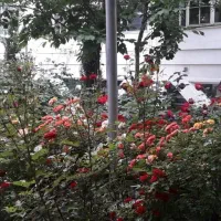 اجاره-142متر-در-ولنجک-مناسب-کار-و-سکونت