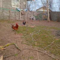 فروش زمین ۲۳۵ متری مسکونی|فروش زمین و ملک کلنگی|رشت, ترمینال|دیوار