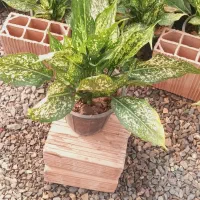 فروش گل گیاه در گلخانه