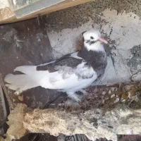 کبوتر|پرنده|سیلوانه, |دیوار