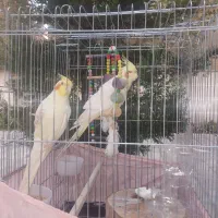 عروس هلندی سخن گو|پرنده|کرج, فاز ۲ مهرشهر|دیوار