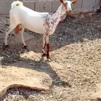 صلال و برشن|حیوانات مزرعه|خرمشهر, |دیوار