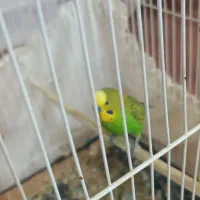 یک جفت مرغ عشق سالم|پرنده|نیشابور, خط کاشمر|دیوار