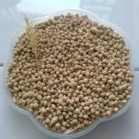 نخود ابواسحاق