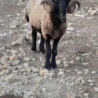 قوچ ملح  خودمونی