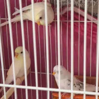 مرغ عشق نر و ماده|پرنده|مشهد, نیروی هوایی|دیوار