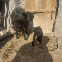 بزشیری|حیوانات مزرعه|مراغه, |دیوار