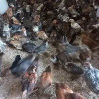 جوجه‌ گلپایگان ‌و ‌جهادی‌ و لاری و زینتی تخم گذار