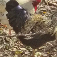 خروس لاری و خروس مشکی|حیوانات مزرعه|مشکین‌دشت, |دیوار