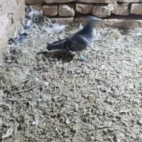 هفتا ماده پرشی ضدو خوردی|پرنده|مشهد, گاز|دیوار