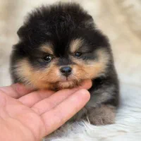 پامرانین خرسی و عروسکی اصیل