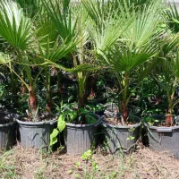 کاج لاوسون پالم واشنگتنی یاس هلندی سیکاس|خدمات باغبانی و درختکاری|کلاچای, |دیوار