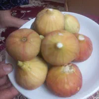 انجیر عسلی