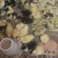 اردک مگ مگی محلی اصل واکسینه شده