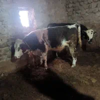 ۲عدد گاو نر سیمینتال