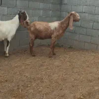 بز پاکستانی