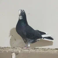 کفتر پرشی|پرنده|شهریار, شهرک مصطفی خمینی|دیوار