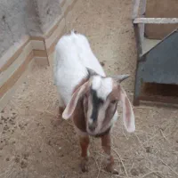 کره چپش|حیوانات مزرعه|اردکان, |دیوار