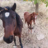 کره مدیون اسب