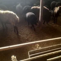 بره پای پروار