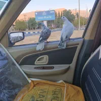 گمشده کبوتر