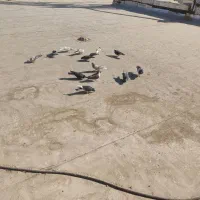 کفتر خوب پرشی ب ضمانت|پرنده|سلفچگان, |دیوار